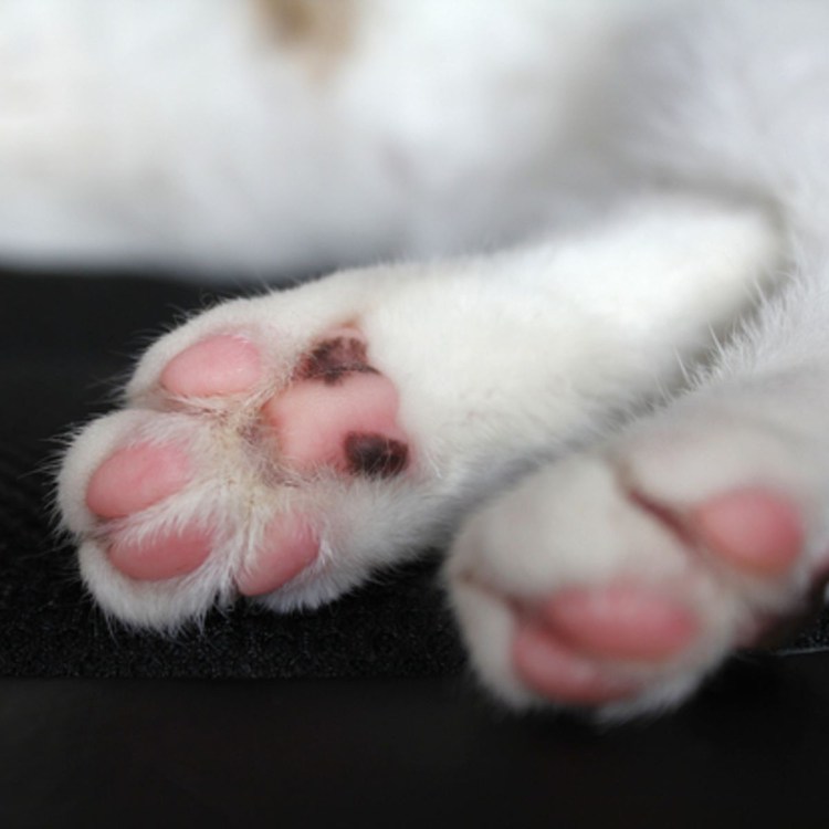 Атопический дерматит у собак