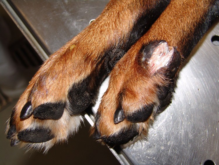 Блошиный аллергический дерматит схема