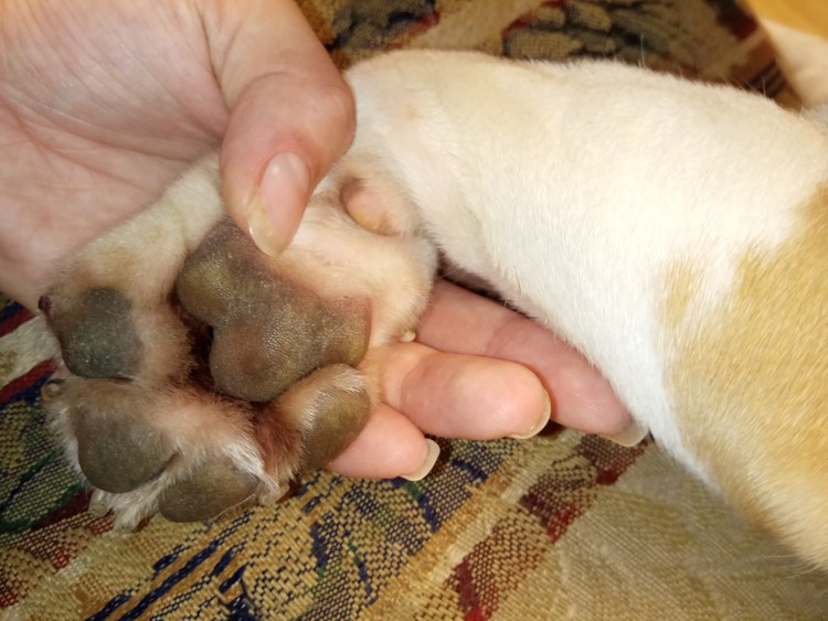 Лапа собаки