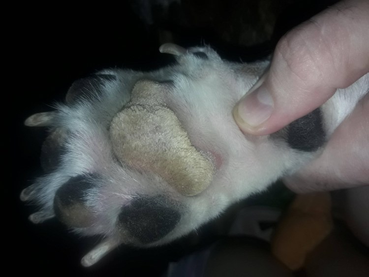 Болезни подушечек лап у кошек