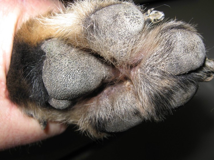 Плазмоцитарный пододерматит у собак