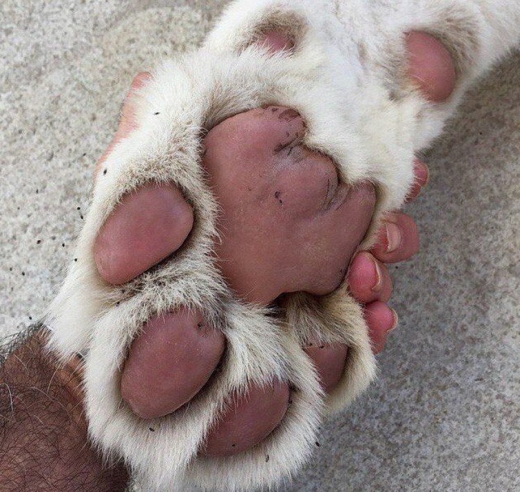 Подушечки для животных