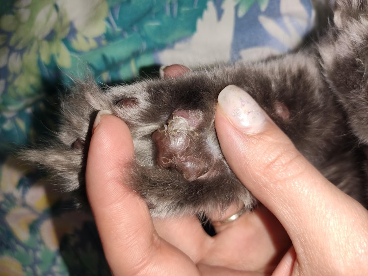 Акральный дерматит у собак