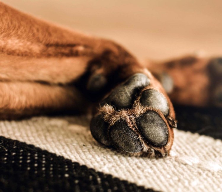 Малассезиозный дерматит