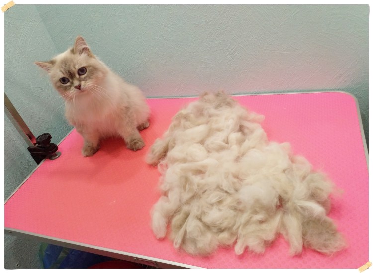 Для вычесывания шерсти у кошек фурминатор