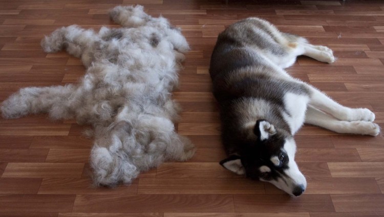 Экспресс линька кота