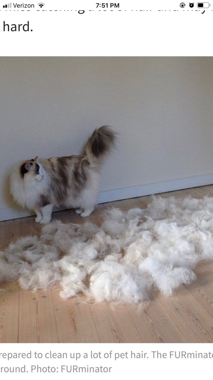 Груминг кошек