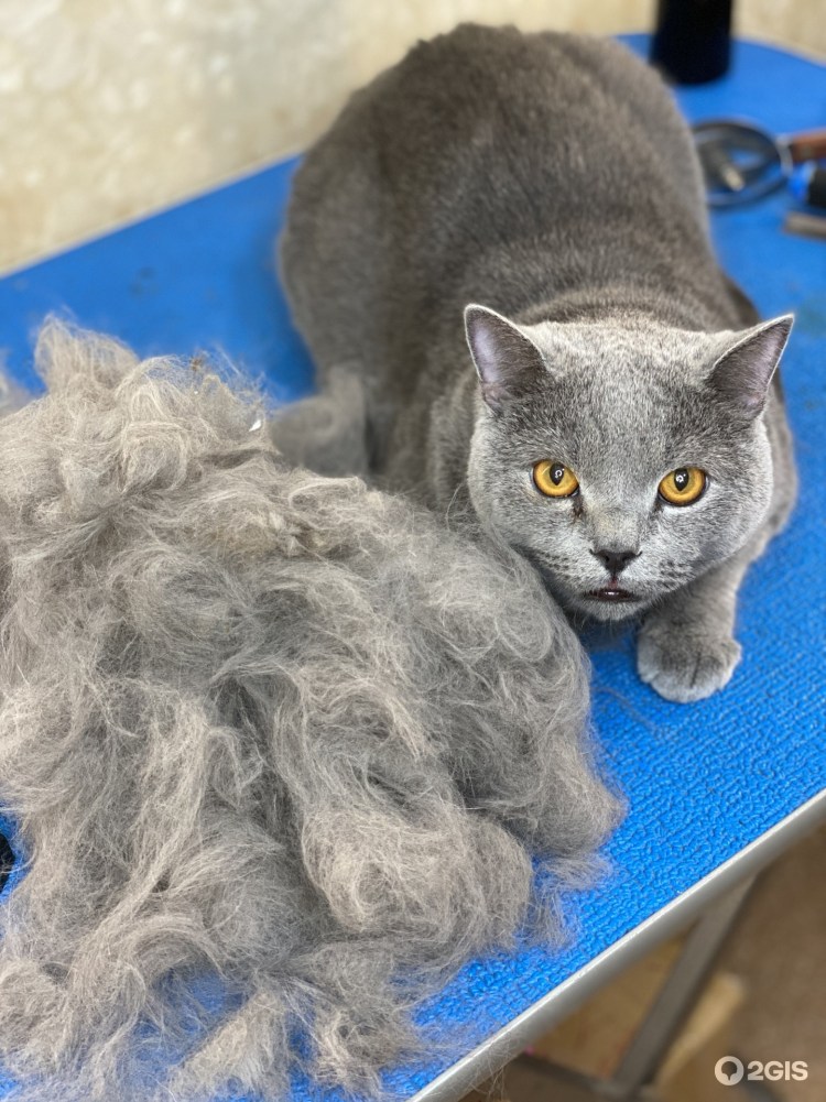 Груминг кошек