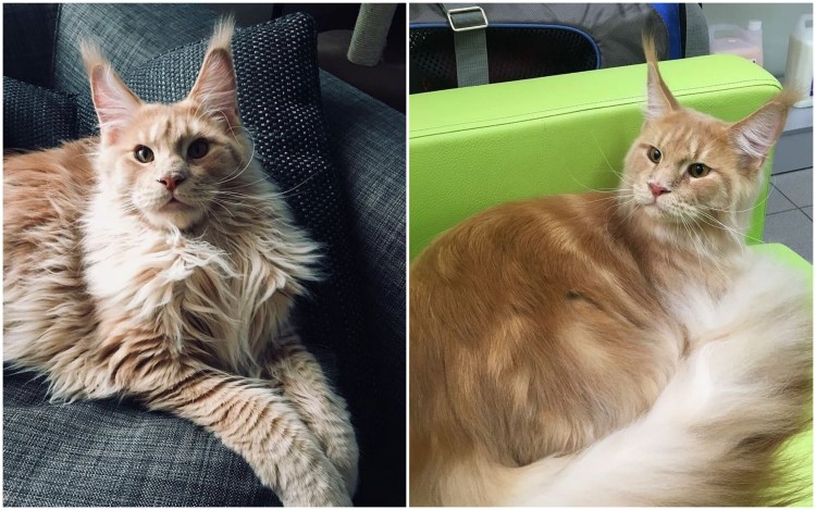 Стрижка кошки экспресс линька