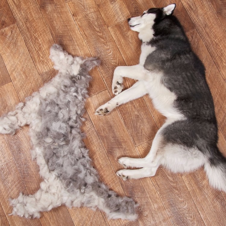 Вычесывать кошек фурминатор