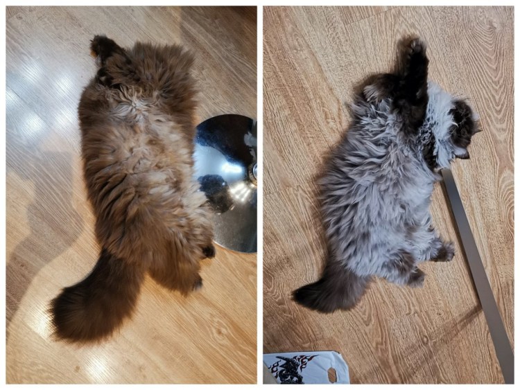 Груминг вельш корги