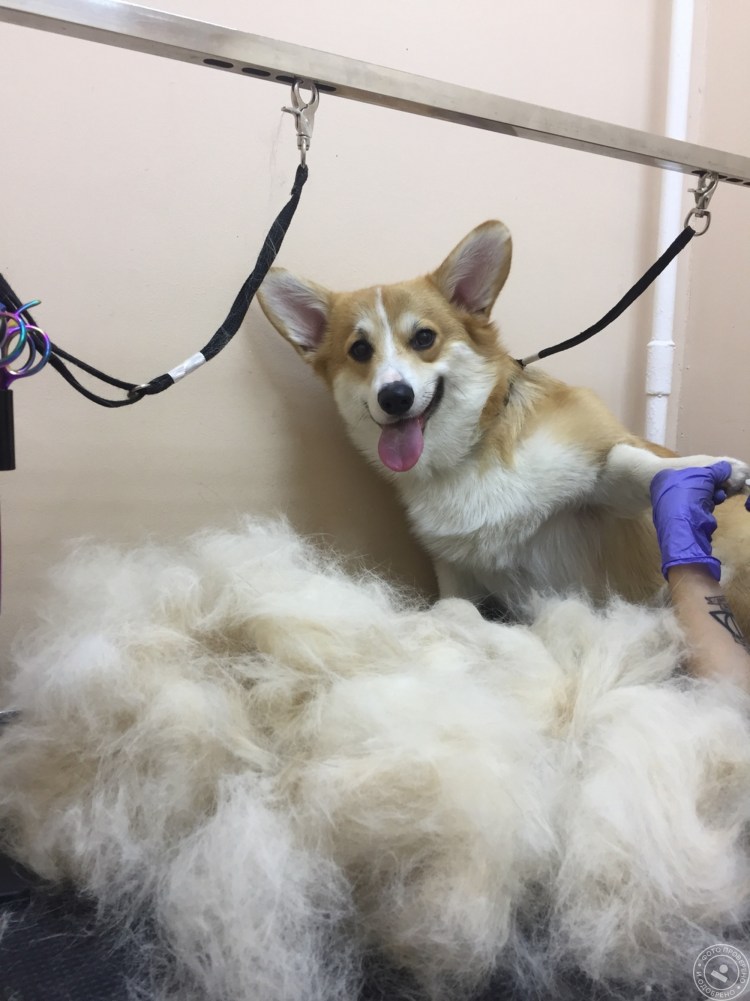 Вычесывание кота фурминатором