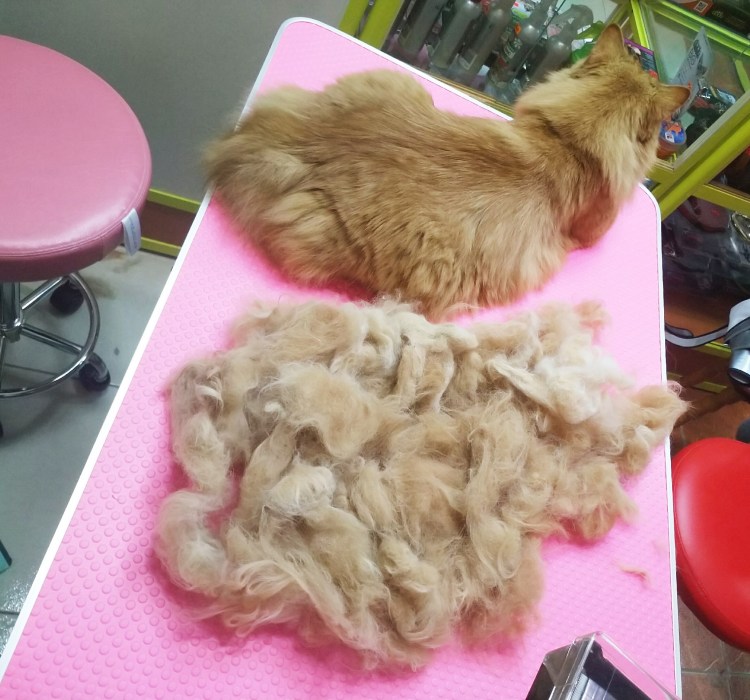 Искусственная линька кошек