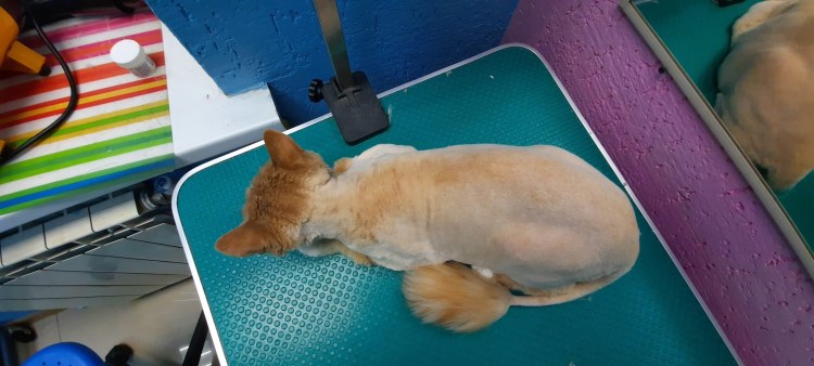 Расчески для кошек для вычесывания подшерстка