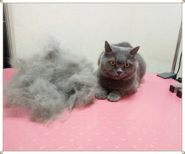 Экспресс линька Тула