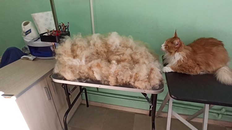 Экспресс линька бигля