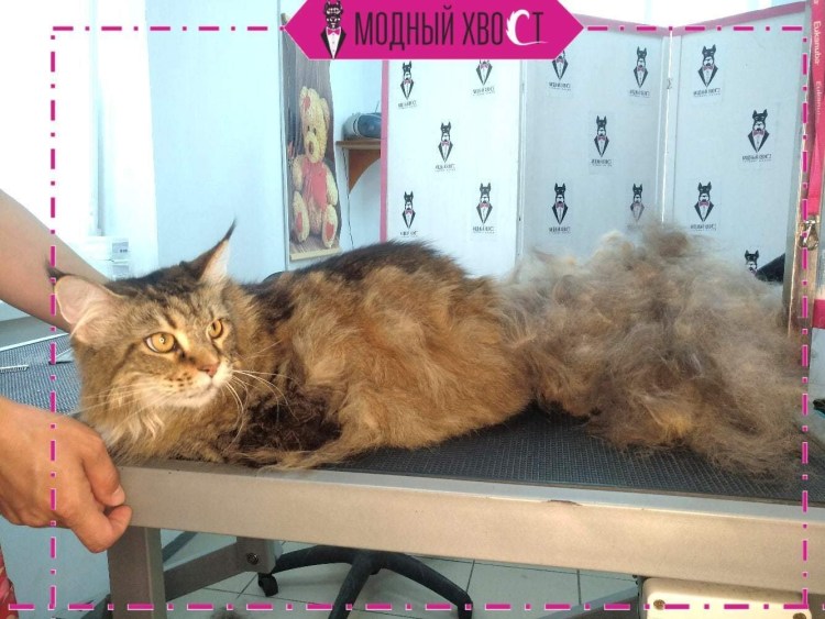 Тримминг котов в салоне