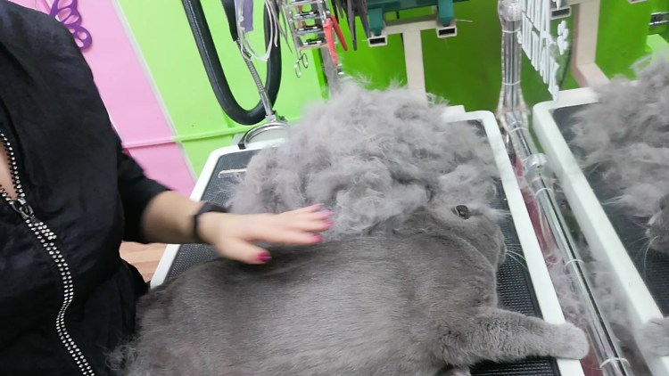 Экспресс линька для кошек