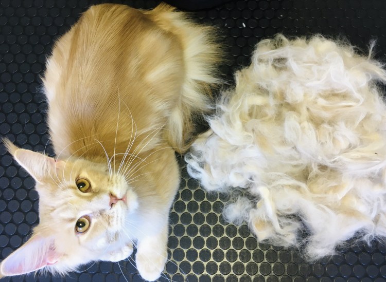 Линька у хаски