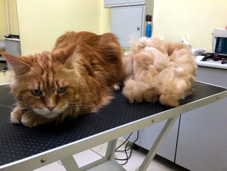 Экспресс линька для кошек Рязань
