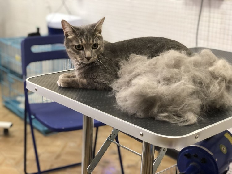 Экспресс линька кота