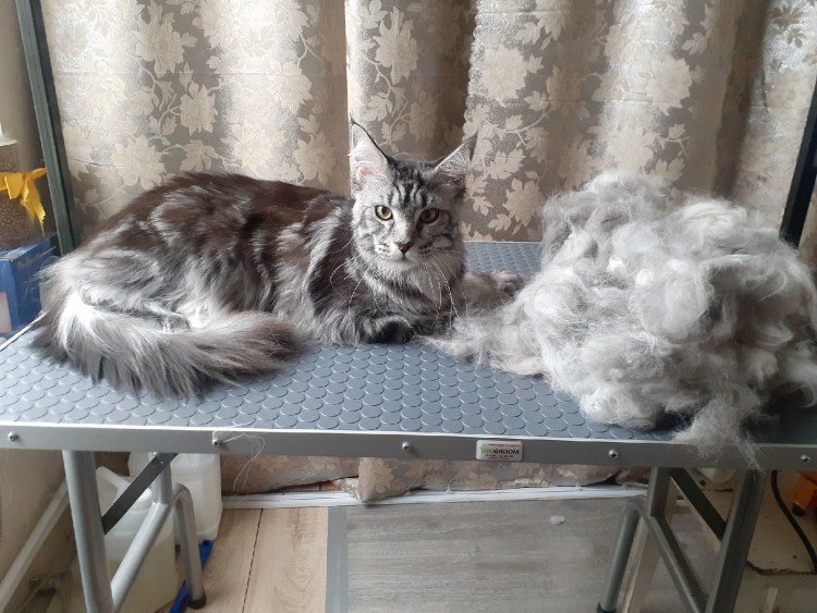 Фурминатор для кошек до и после