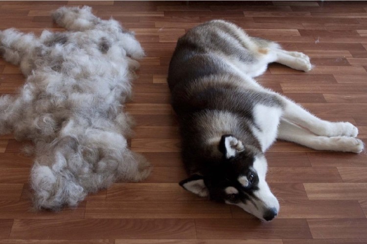 Стрижка котов линька