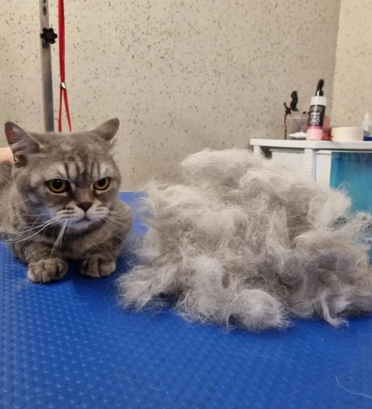 Собака линяет