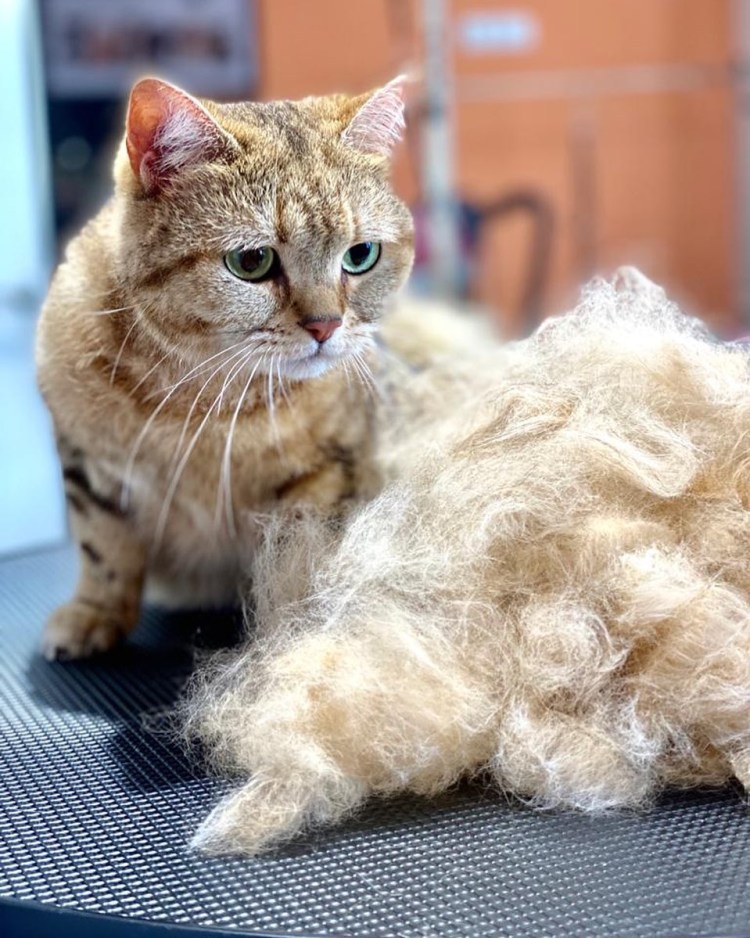 Для вычесывания подшерстка у кошек