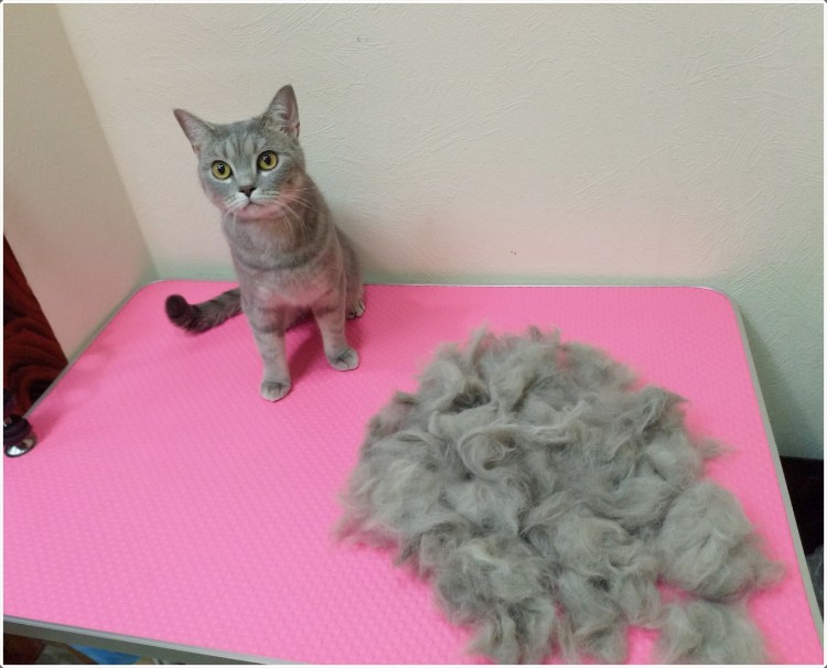 Стрижка кошки экспресс линька