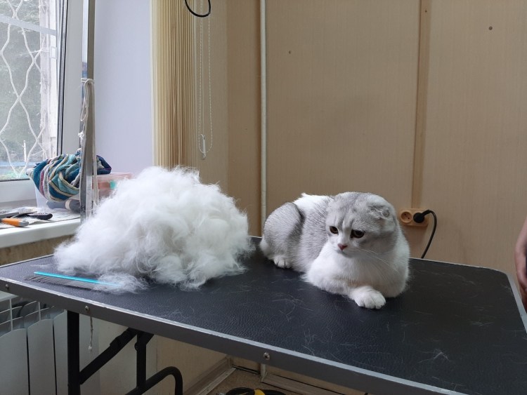 Экспресс линька кота