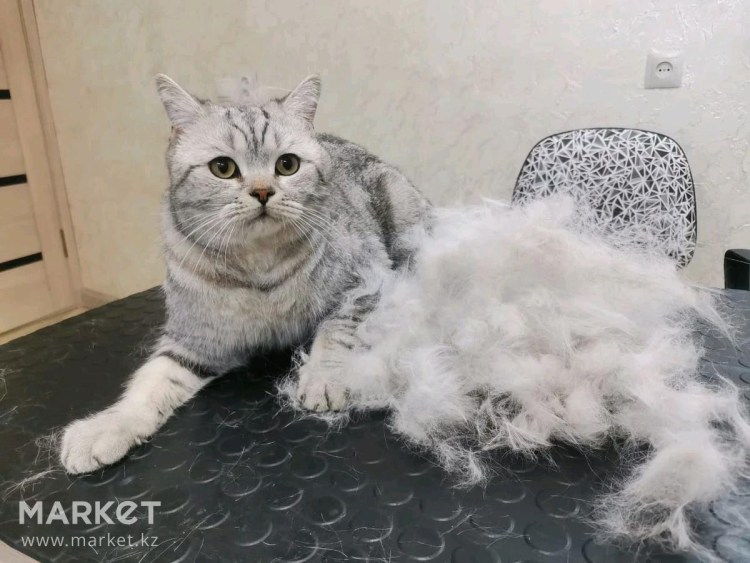 Экспресс линька для кошек