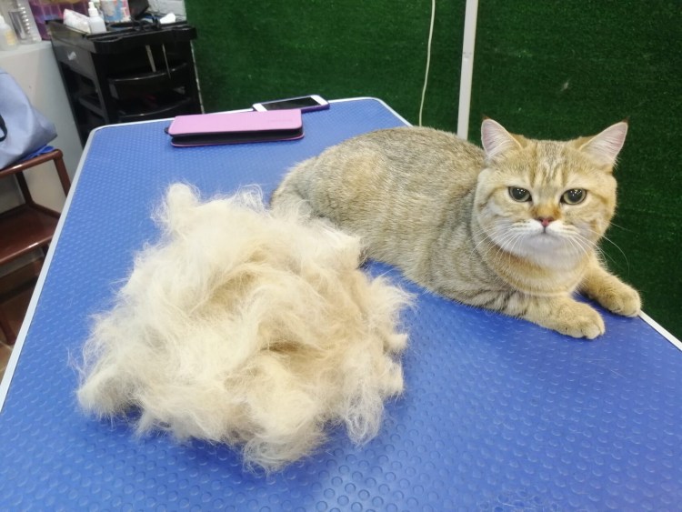 Кошки у которых не лезет шерсть