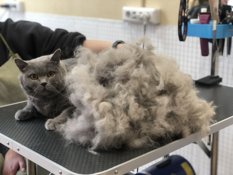 Экспресс линька кота