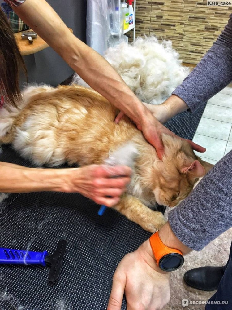 Экспресс линька Мейн куна