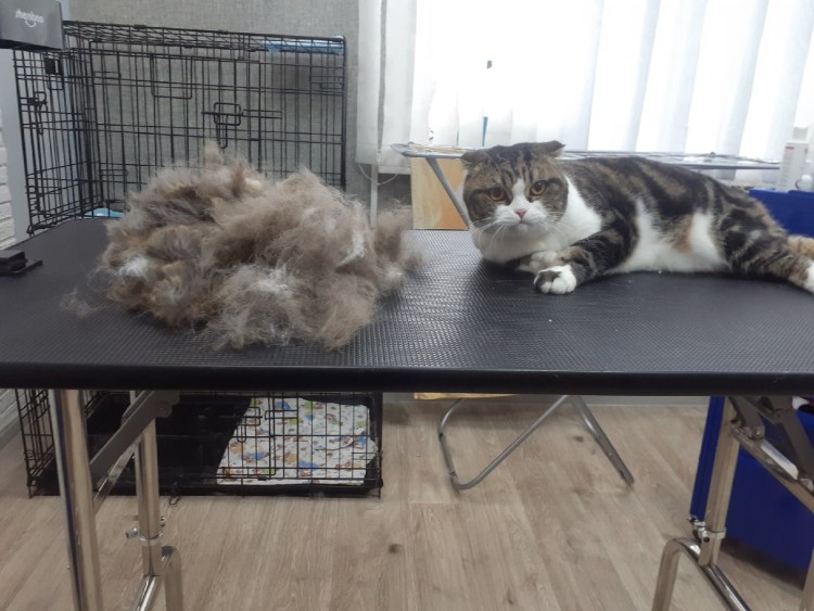 Искусственная линька кошек