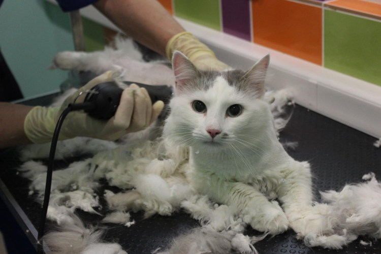 Грумер для кошек