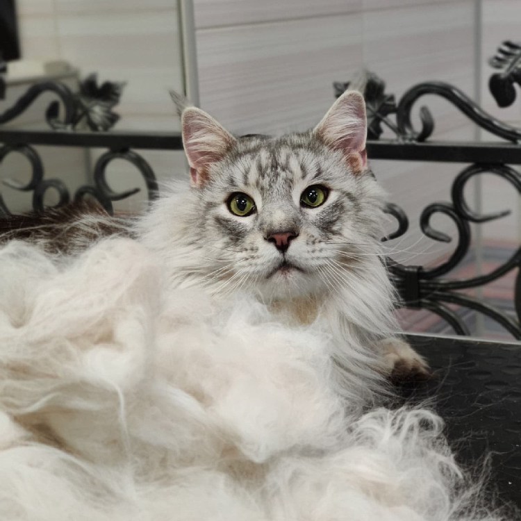 Для вычесывания кошек фурминатор