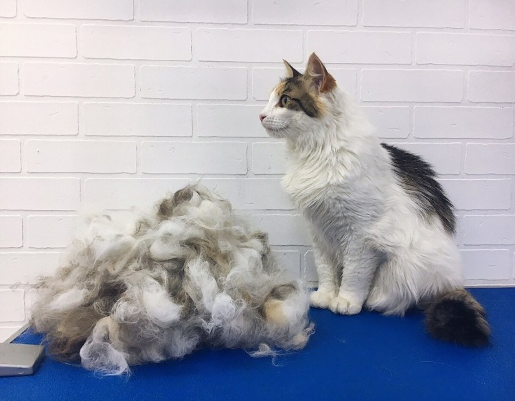 Экспресс линька кота