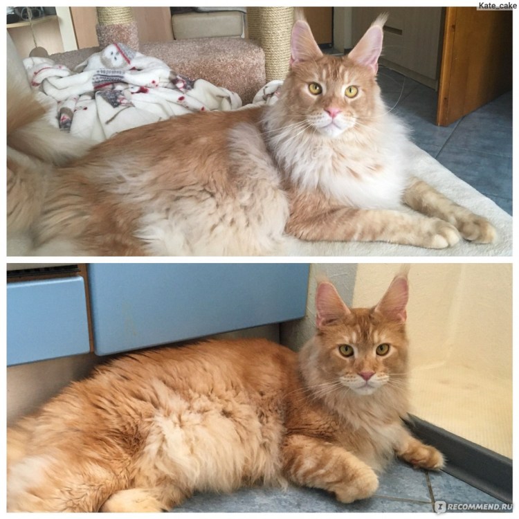 Экспресс вычесывание кошек