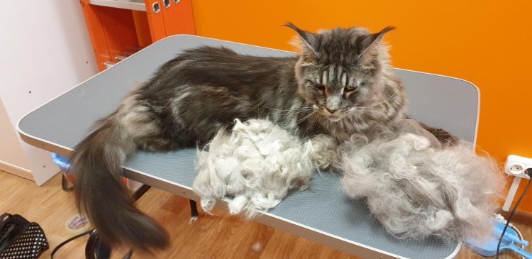 Кошачья шерсть