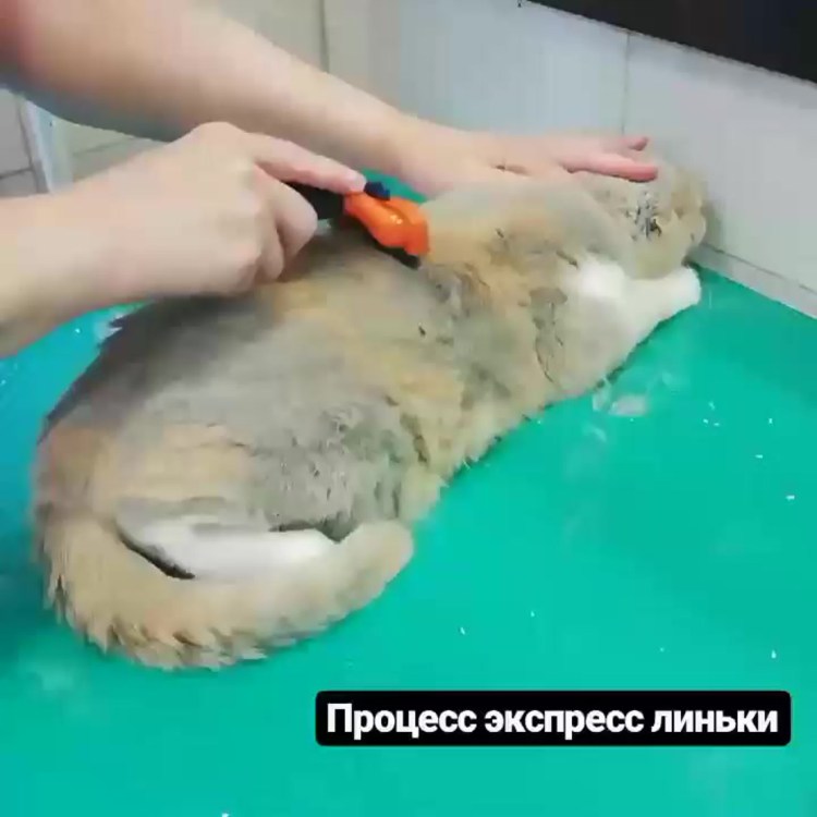 Стрижка кошек в Сергиевом Посаде