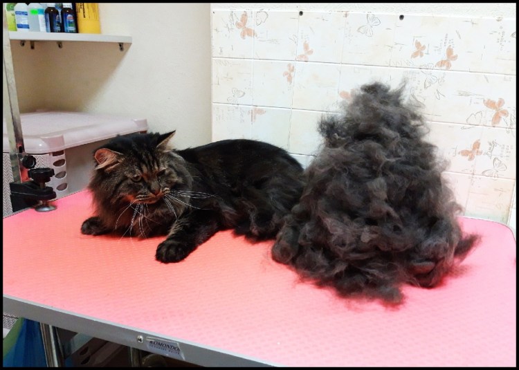 Вычесывание Мейн куна