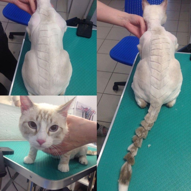 Фурминатор для шотландских кошек