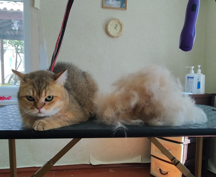 Тримминг хаски