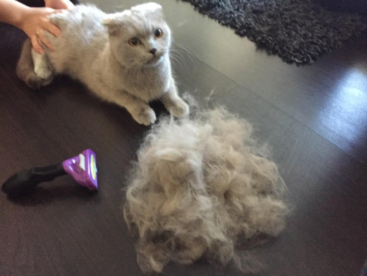 Кошка линяет