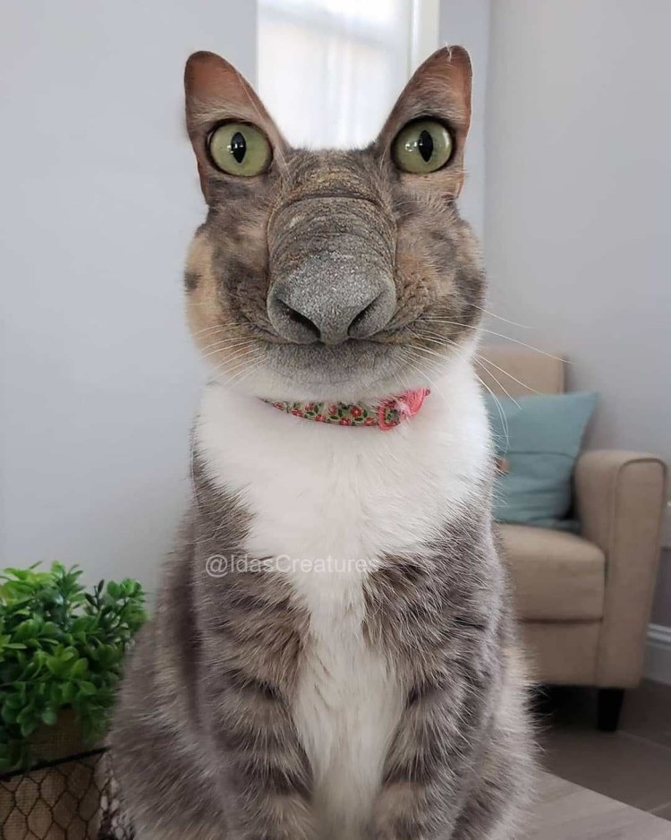 Смешные морды котов