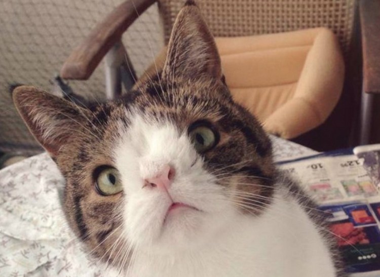 Упоротый кот