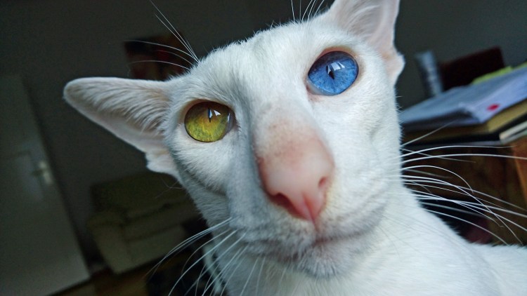 Косой кот Ориентал