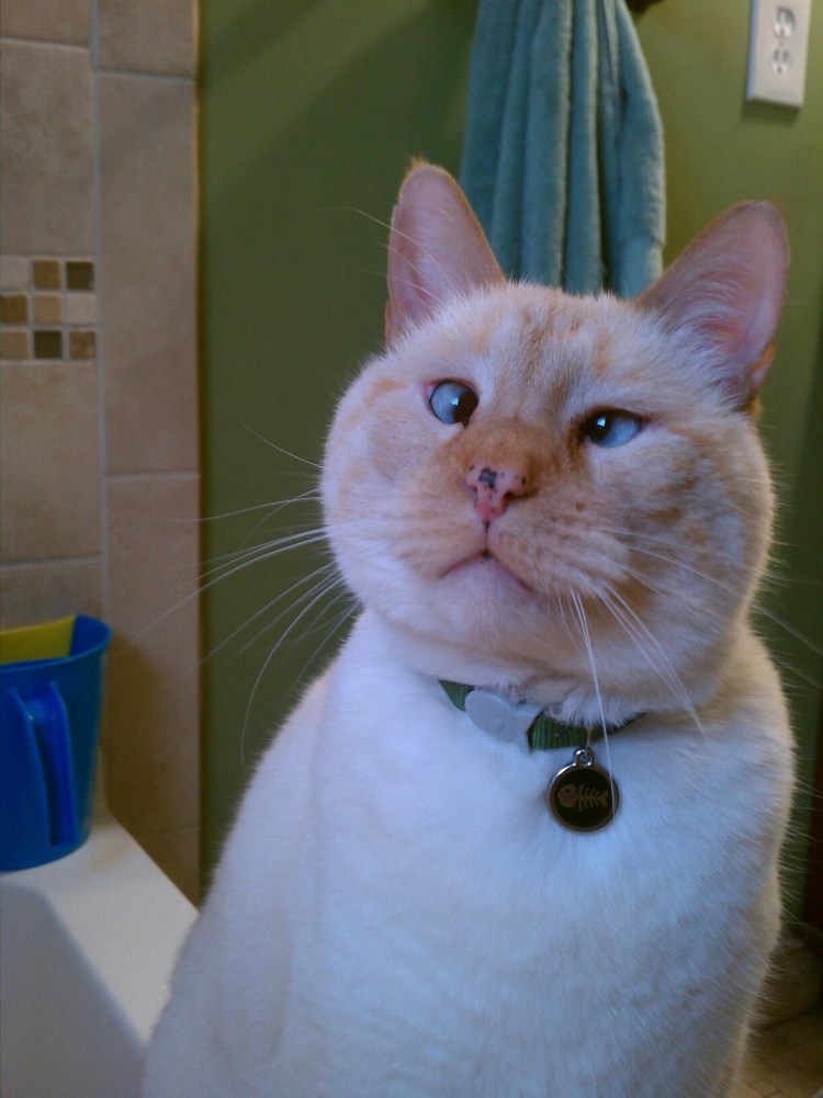 Косоглазый кот